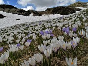 39 Distese di Crocus vernus bianchi e violetti